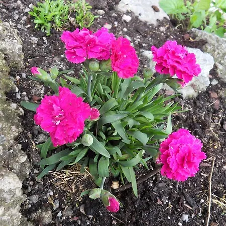 Apartman Sattlehnerhof