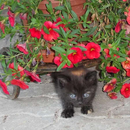 Sattlehnerhof Ramsau am Dachstein