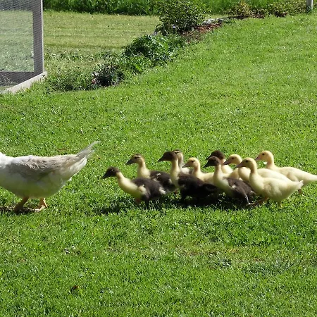 Apartman Sattlehnerhof