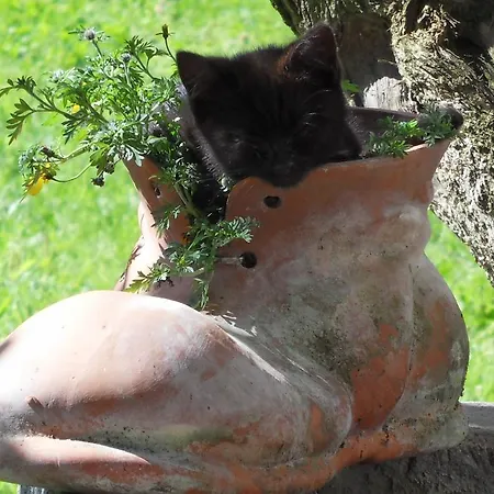 Apartman Sattlehnerhof *