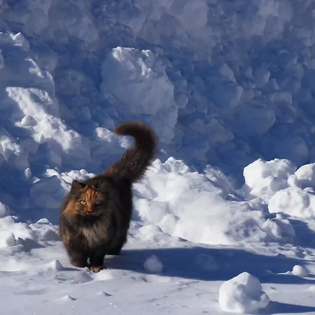 Sattlehnerhof Ramsau am Dachstein