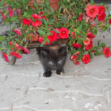 Lägenhet Sattlehnerhof *