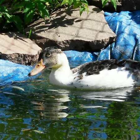 Sattlehnerhof Ramsau am Dachstein