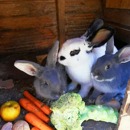 Apartman Sattlehnerhof *