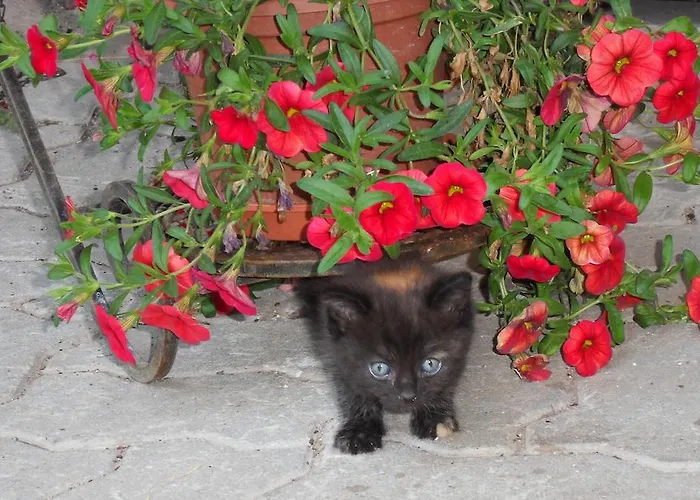 Sattlehnerhof Ramsau am Dachstein