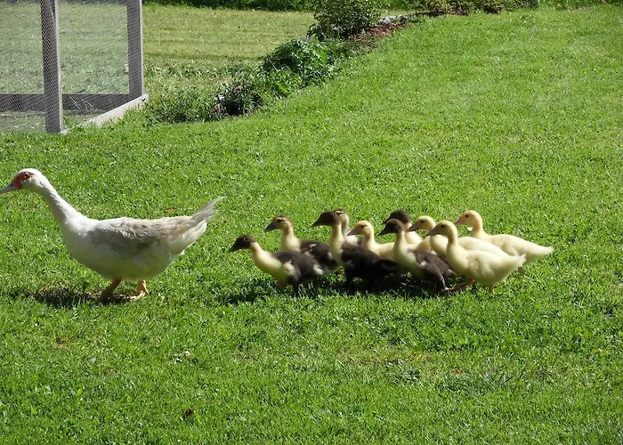 Apartment Sattlehnerhof