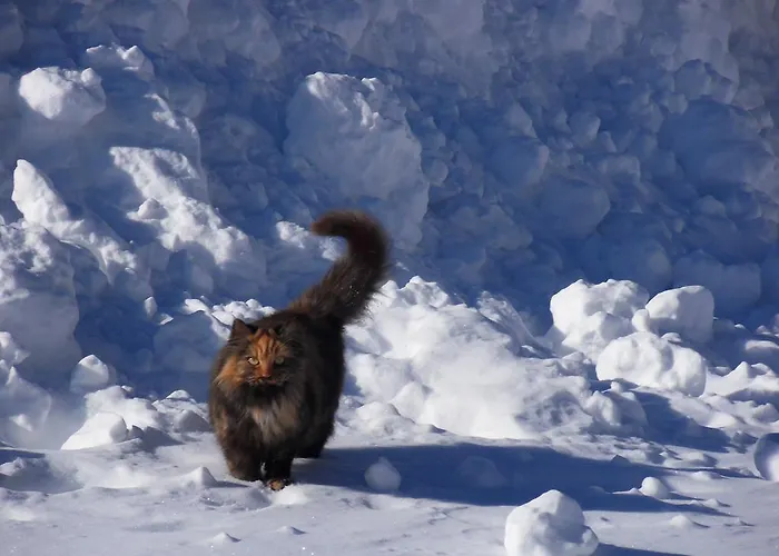 Sattlehnerhof Ramsau am Dachstein