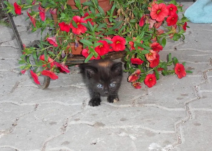 Apartment Sattlehnerhof *