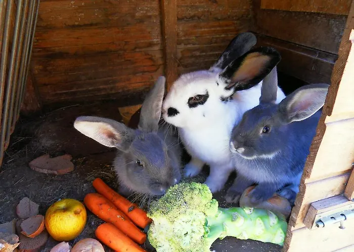 Apartment Sattlehnerhof *